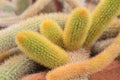 Cleistocactus winteri Cactus Royalty Free Stock Photo