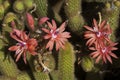 Cleistocactus Winteri flowers in the midday sunlight