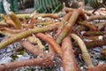 Golden rat tail cactus or Cleistocactus winteri is a succulent of the family Cactaceae growing in garden.