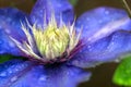 Majestic blue clematis