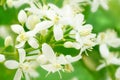Clematis alba luxurians flowers. Blossoming clematis. Summer floral landscape. Macro