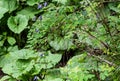 Clematis alpina or the Alpine clematis