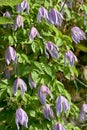 Clematis alpina, the Alpine clematis, is a flowering deciduous vine of the genus Clematis.