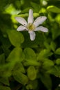 Clematis alpina