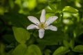 Clematis alpina