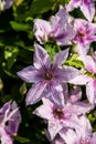 Clematis alpina