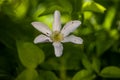 Clematis alpina