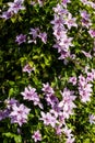 Clematis alpina