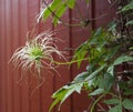 Clematis alpina seedhead