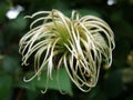 Shaggy. Clematis seed head with blurred green background. Royalty Free Stock Photo