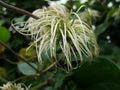 Shaggy. Clematis seed head with blurred green background. Royalty Free Stock Photo