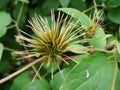 Clematis seed head with blurred green background. Royalty Free Stock Photo