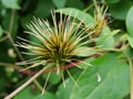 Clematis seed head with blurred green background. Royalty Free Stock Photo