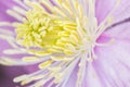 Clematis Royalty Free Stock Photo