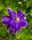 clematis. Beautiful purple flowers of clematis over green background. Purple clematis flowers.clematis flowers. Royalty Free Stock Photo