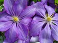 Clematis beauty Royalty Free Stock Photo