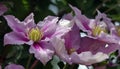 Clematis Bees Jubilee flowers. Summer background Royalty Free Stock Photo