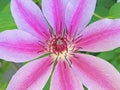 Clematis Bloom Symmetry - Macro