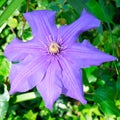 Clematis blossom, purple clematis bloom, celmatis - Diana`s Delight -flower in garden Royalty Free Stock Photo