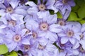 Clematis blue flowers Royalty Free Stock Photo