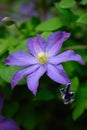 Clematis Bonanza