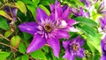 Clematis bud. Clematis lilac during flowering. Flower buds close-up. Beautiful perennials Royalty Free Stock Photo