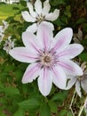 Clematis Climbing Plants Royalty Free Stock Photo