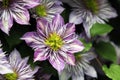 Clematis climbing plants Royalty Free Stock Photo