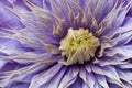 Clematis Royalty Free Stock Photo