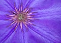 Clematis Closeup Royalty Free Stock Photo