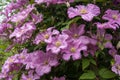 Clematis `Comptesse de Bouchard