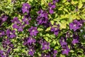 Clematis or clematis with countless flowers