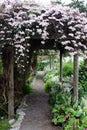 Clematis Covered Path Royalty Free Stock Photo