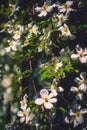 Clematis Covering a Gate in a Park in Glasgow, Scotland Royalty Free Stock Photo