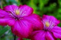 Clematis flowers in vivid magenta bloom macro image