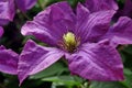 Dark purple Clematis flowers. Summer background