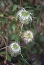 Clematis with delicate flowers