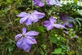 Clematis Dianas Delight Royalty Free Stock Photo