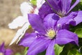 Clematis duo Royalty Free Stock Photo