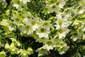 Clematis `early sensation` in full flower