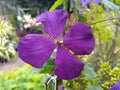 Clematis `Etoile Violette`