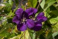 Clematis `Etoile Violette Royalty Free Stock Photo