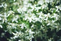 Clematis flammula fragrant white flowers texture in spring garden Royalty Free Stock Photo