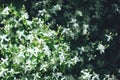 Clematis flammula fragrant white flowers texture in spring garden Royalty Free Stock Photo