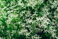 Clematis flammula, white summer flowers background. Awesome beautiful flowerbed with small petals. Excellent plant for landscaping