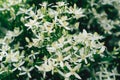 Clematis flammula, white summer flowers background. Awesome beautiful flowerbed with small petals. Excellent plant for landscaping