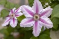 Clematis florida flower