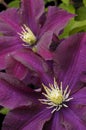 Clematis flower Royalty Free Stock Photo