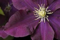 Clematis flower Royalty Free Stock Photo