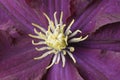 Clematis flower Royalty Free Stock Photo